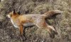 На околице Глухова рядом с детской площадкой обнаружили труп бешеной лисы
