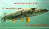 На Сумщині з 15 лютого встановлена заборона на вилов щуки