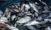 Штрафы за незаконный вылов рыбы увеличили в сотни раз