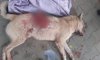 В Сумах открыли уголовное дело по факту убийства собаки