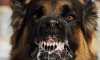 В Сумах объявлен карантин из-за бешенства, обнаруженного у бездомной собаки