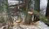 На Білопільщині поліцейські припинили незаконний поруб дерев