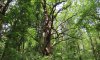 400-літній роменський дуб отримав статус «пам’ятка природи» 