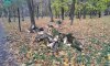 На Сумщині директора комунального підприємства підозрюють у вирубці дерев у заповіднику на 1,6 млн грн
