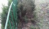В Сумах неизвестные срезали часть зеленых насаждений возле депаратмента (видео)