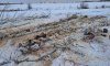 На Сумщині за незаконний поруб дерев зі збитками майже в 180 тис. грн судитимуть роменчанина