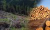 Сумской суд взыскал с агролесхоза 110 тыс. грн штрафа за незаконную вырубку леса