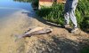 В Сумах на берег Чешки выбросился метровый толстолобик