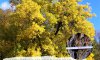350-річна шовковиця з Сумщини може стати «Європейським деревом року»