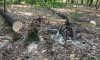 Полиция разоблачила лесоруба за незаконной вырубкой деревьев