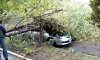В Сумах дерево упало на авто