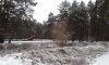 В Басовском парке вырубят 120 деревьев