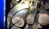 Сумские копы обнаружили груз нелегальной древесины