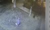 В Ахтырке вандалы сорвали сотню тюльпанов в парке (видео)