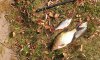На Сумщине браконьеры ловили рыбу из загрязненного Сейма