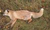 В лесу под Сумами нашли труп бешеной лисы (фото)