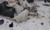 В Сумах на мусорку выбросили дохлую козу (фото)