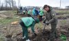 На прикордонні Сумщини висаджують ліси