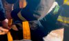 У Шостці рятувальники допомогли господарям підняти теля з підвалу (відео)