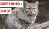 У Тростянці введено карантинні обмеження через сказ у домашнього кота