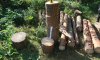У Конотопі поліцейські викрили чоловіка у незаконній вирубці дерев та крадіжці сіна
