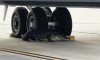Триметровий алігатор у Флориді заснув на військовому аеродромі