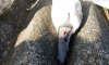 На Сумщине неизвестные жестоко расстреляли лебедей на озере