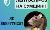 На Сумщині зафіксували випадок захворювання людини на лептоспіроз