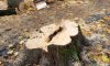 У Ромнах комунальники знищили дерева на території парку-пам'ятки 