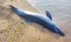 Майже 1000 дельфінів загинули у Чорному морі з початку вторгнення росії