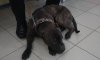 В Сумах полиция освободила собаку из закрытой квартиры