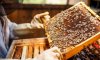 Пасечникам Сумщины: продолжается прием документов для получения дотации за пчелосемьи