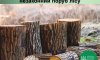 На Сумщині порушник відшкодує збитки за незаконний поруб лісу