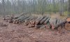 На Сумщині судитимуть службовця агролісгоспу за незаконний поруб 582 дерев