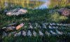 Роменські поліцейські затримали рибних браконьєрів