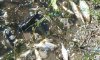 У річці Сейм зафіксовано масову загибель риби: обстеження ускладено через мінування та обстріли 