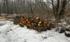 Конотопські поліцейські задокументували факт незаконної порубки дерев у заповіднику