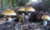На Сумщине грибами отравились трое детей