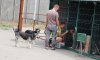 Собачья жизнь: как обустроен приют для бездомных животных