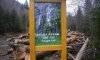 В Україні можуть почати вирубати ліси 