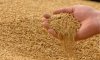 Аграрии Сумщины намолотили 2 миллиона тонн зерна