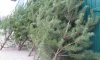 На Сумщине планируется продать почти 50 тысяч новогодних елок