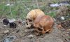 Черепа на Черепина: в Сумах людскими черепами «украсили» забор (обновлено, добавлены фото, видео)