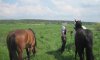 На Сумщине житель приграничья пытался переправить лошадей в Россию