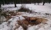 В Басовском парке идет массовая вырубка деревьев (обновлено)