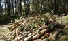 Экологи обеспокоены вырубкой деревьев возле Чешки