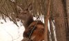 Под Сумами спасли беременную олениху, пойманную браконьером (фото)