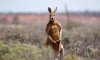 В Австралії кенгуру вперше майже за 100 років убив людину