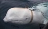 В Норвегії у морі помітили російського кита-шпигуна, що збирає дані про кораблі