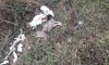 В Шостке снова нашли убитых животных (фото)